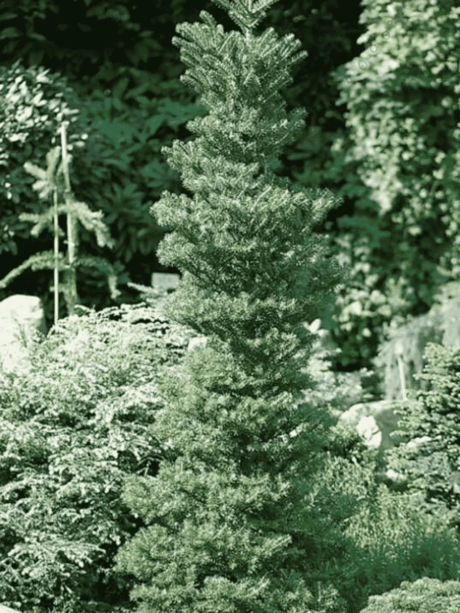 Пихта корейская Verdener Dom