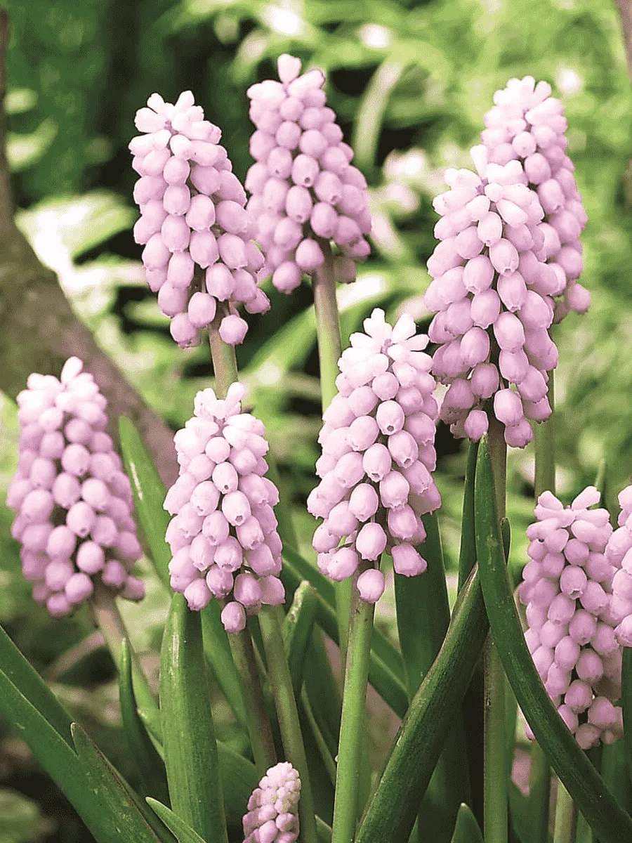 Мускари Pink Sunrise