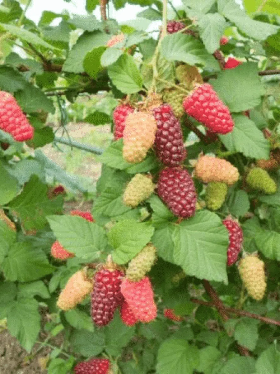 Ежевика садовая Бестберри