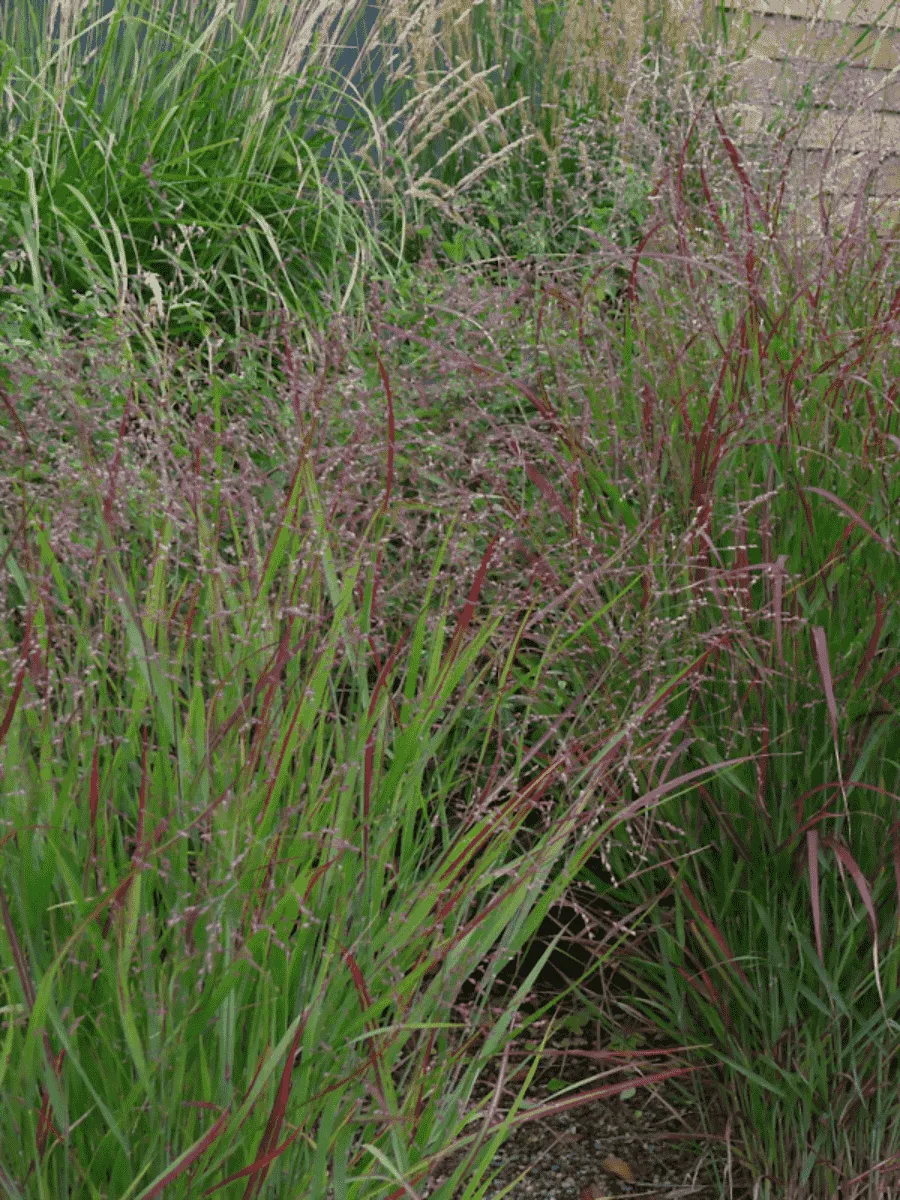 Просо прутьевидное Squaw