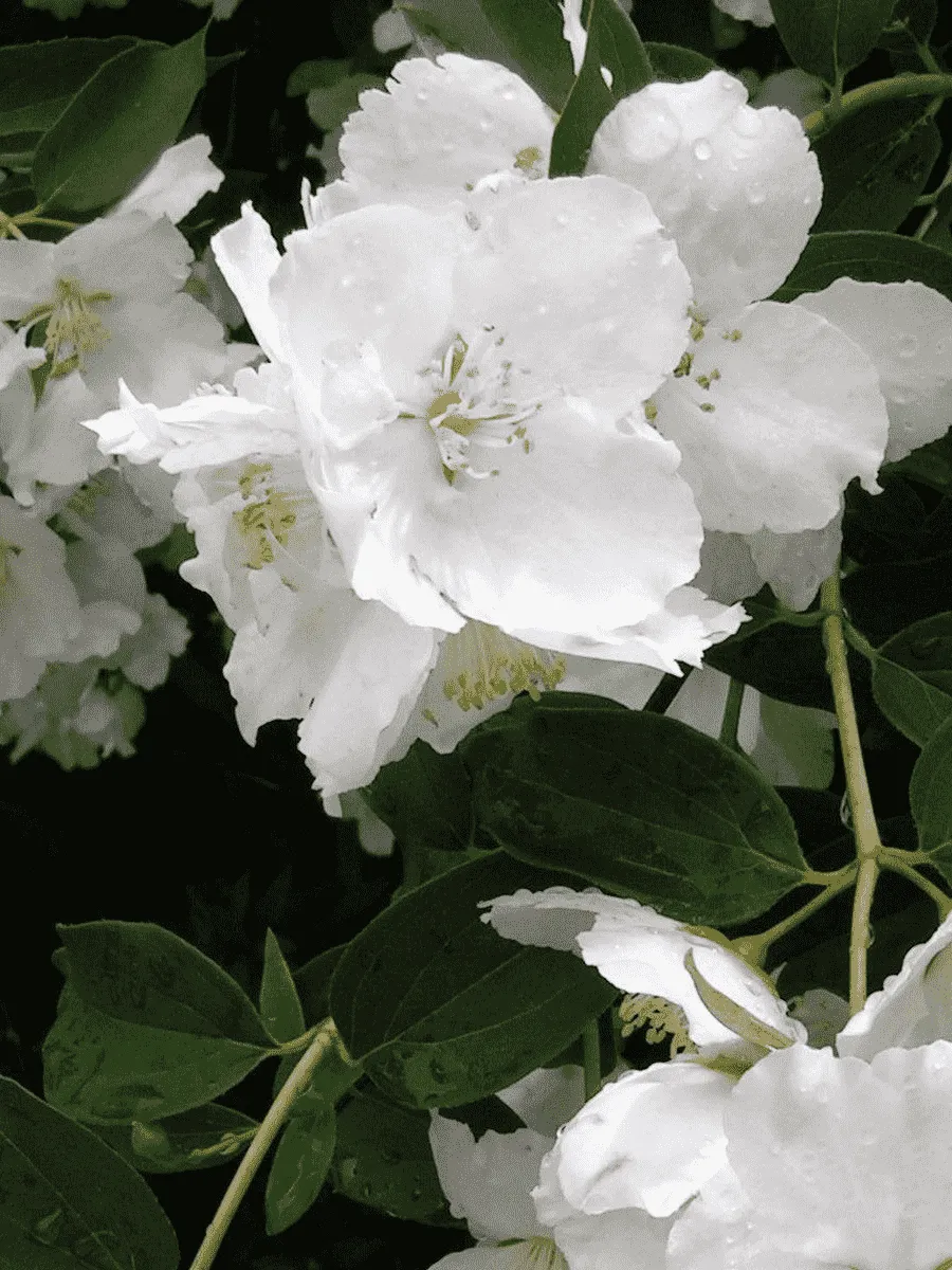 Чубушник Lemoine Mont Blanc