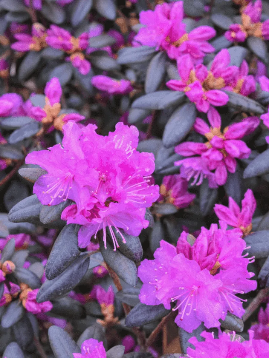 Рододендрон гибридный P.J.M. Elite