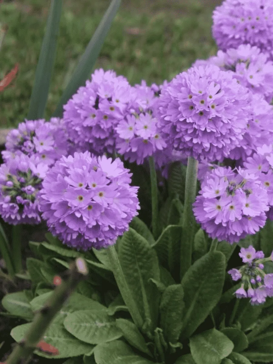 Примула мелкозубчатая Prom Lilac