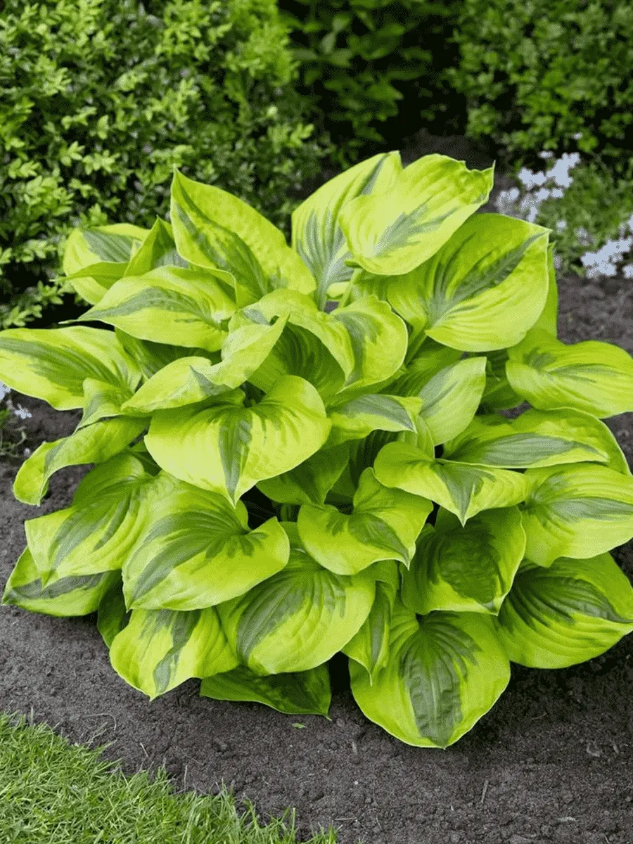 Хоста Summer Lovin