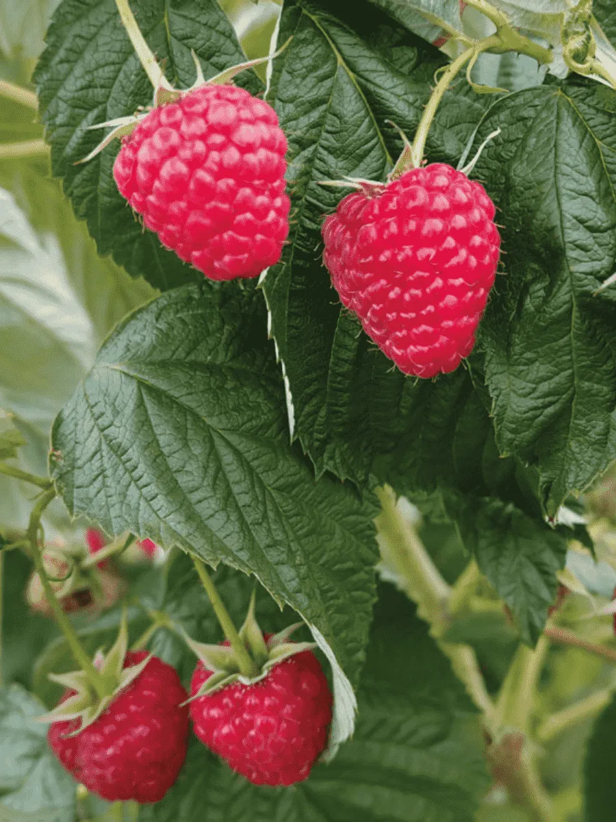 Малина ремонтантная Delniva