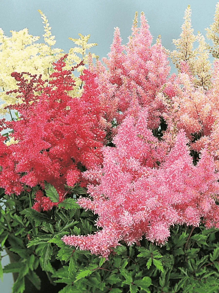 Астильба Арендса Mix