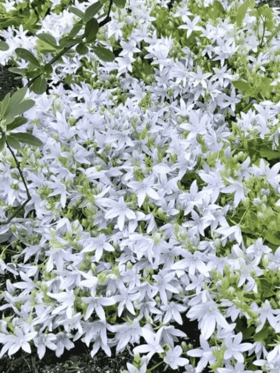 Колокольчик Пожарского Silberregen