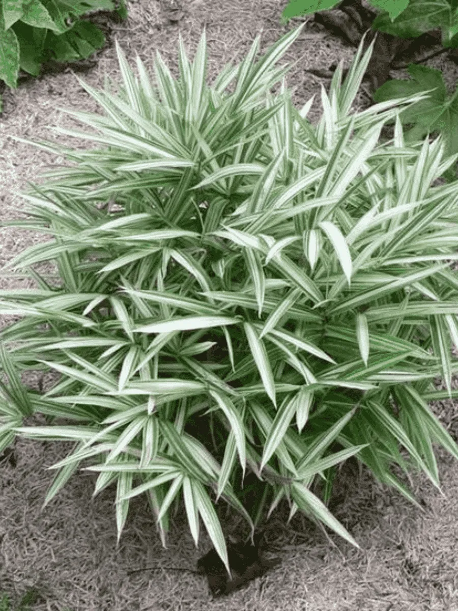 Плейобластус