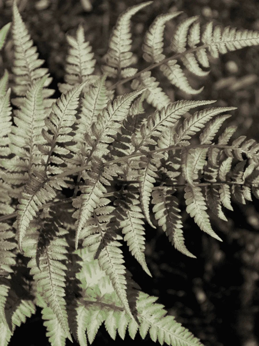 Кочедыжник ниппонский Red beauty
