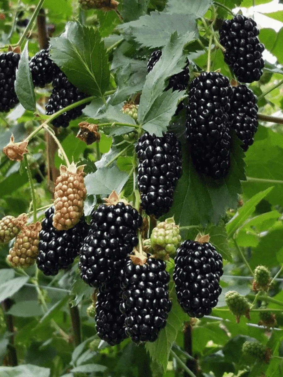 Ежевика садовая Black butte