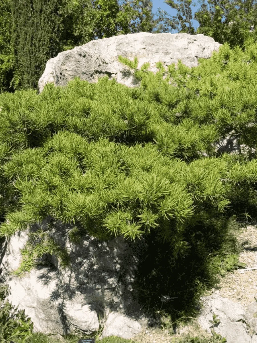 Сосна Банкса Schoodic