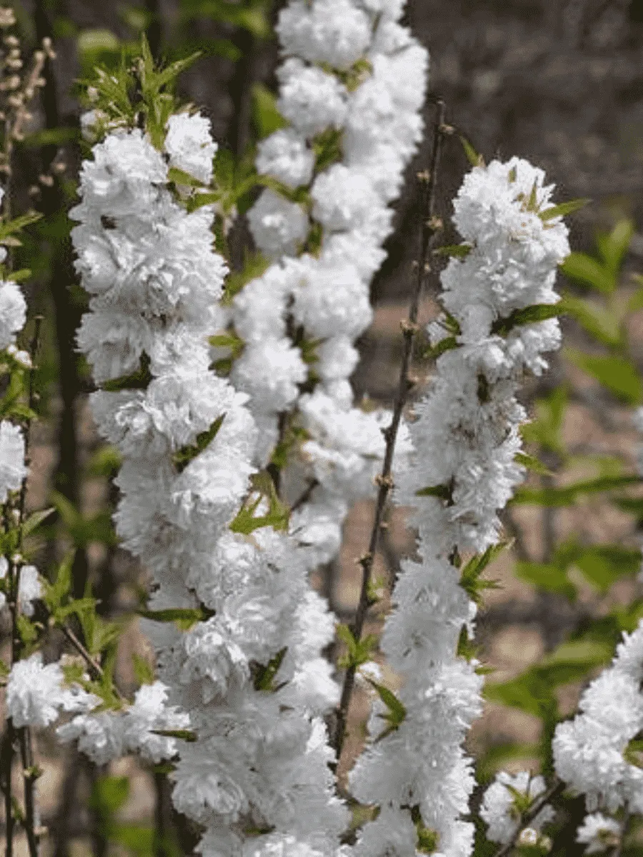 Вишня железистая Alba Plena