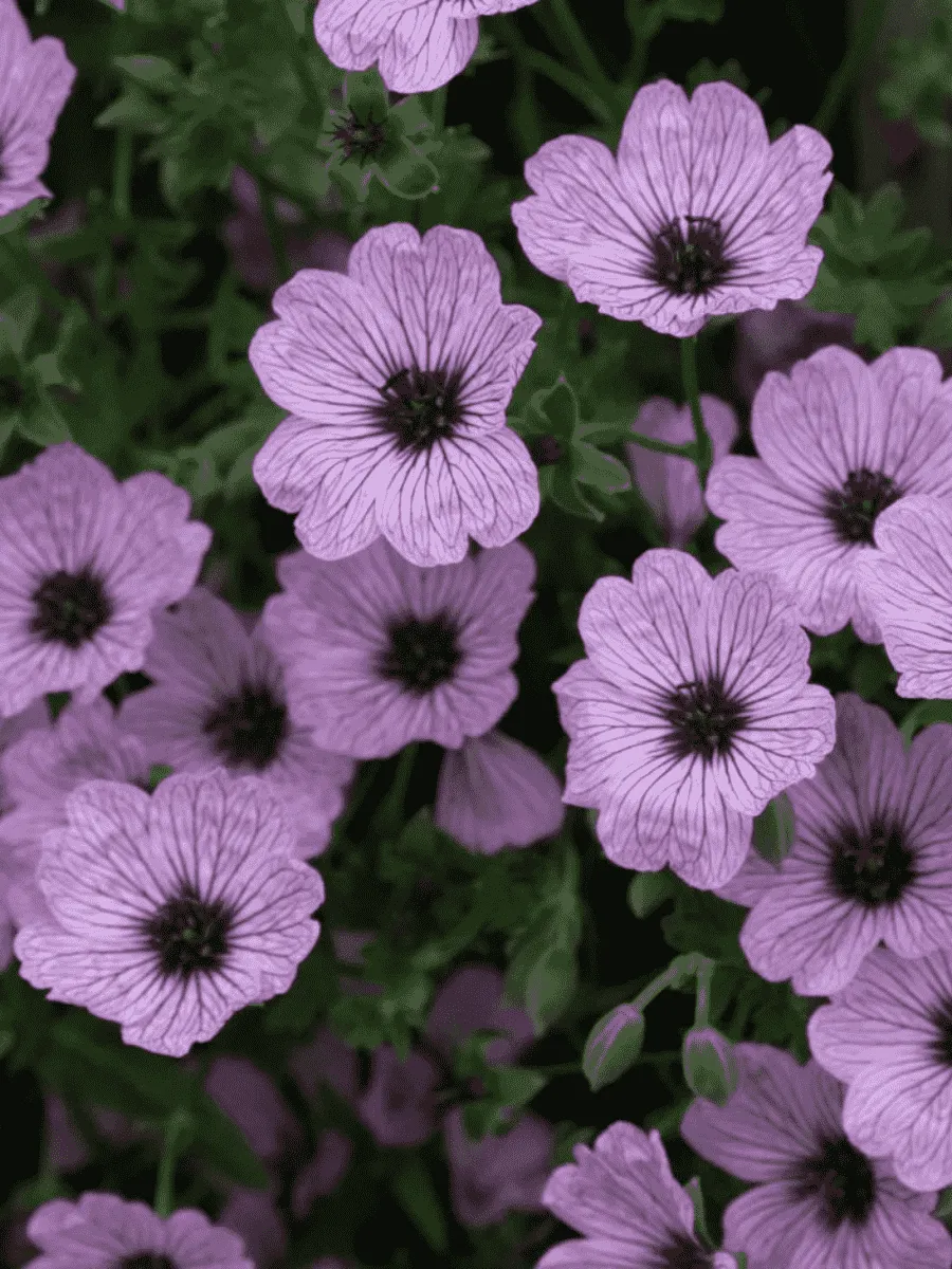 Герань пепельная Ballerina