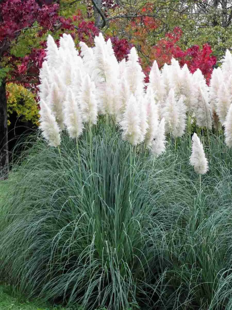 Кортадерия Cелло White Plume