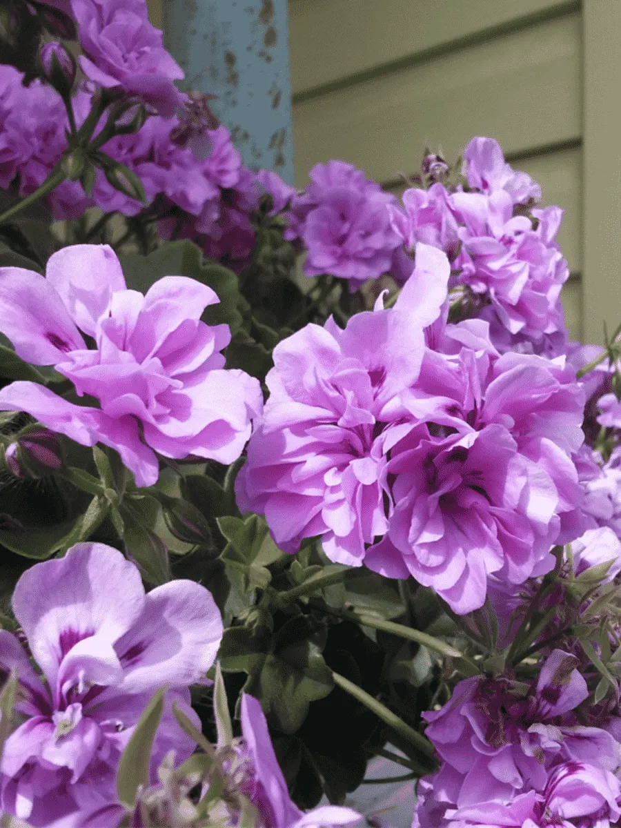 Пеларгония плющелистная Toscana Big5 Amethyst