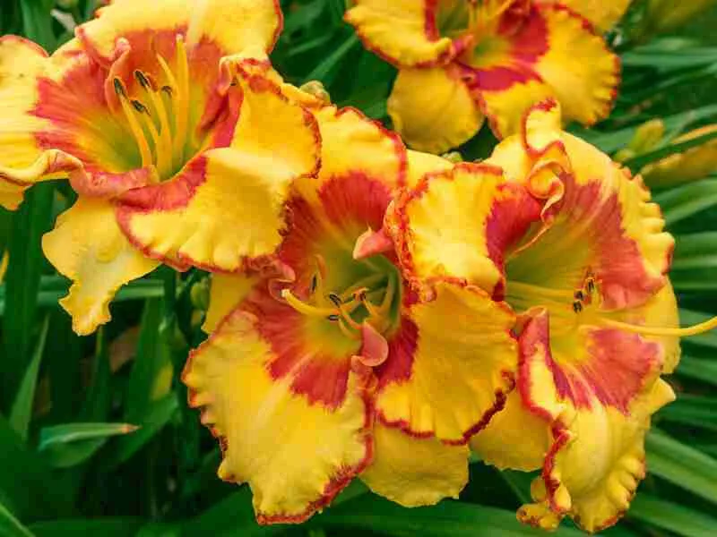 Лилейник Irresistible Charm