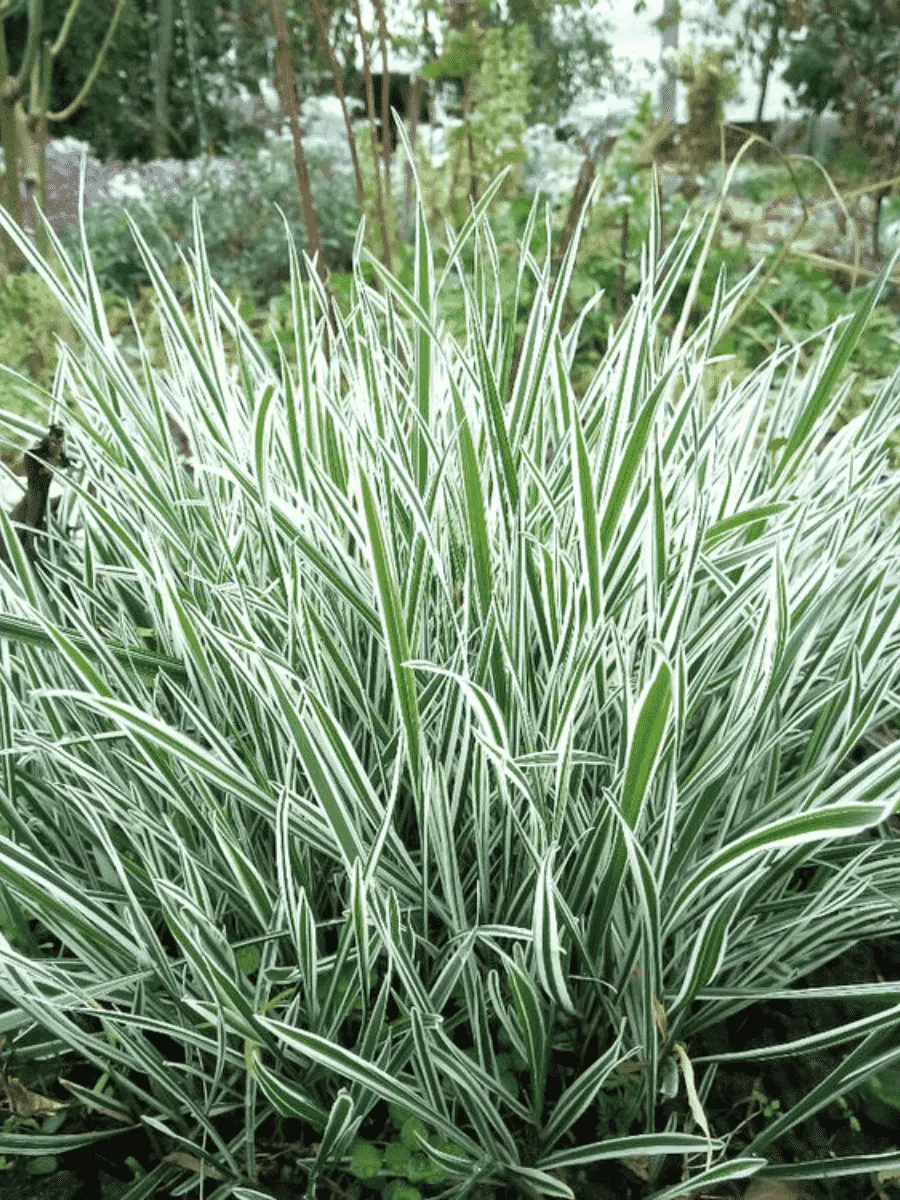 Райграс бульбоносный Variegatum