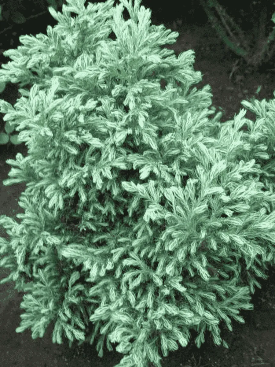 Кипарисовик горохоплодный Boulevard