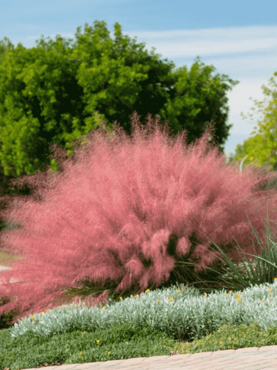 Мюленбергия волосовидная