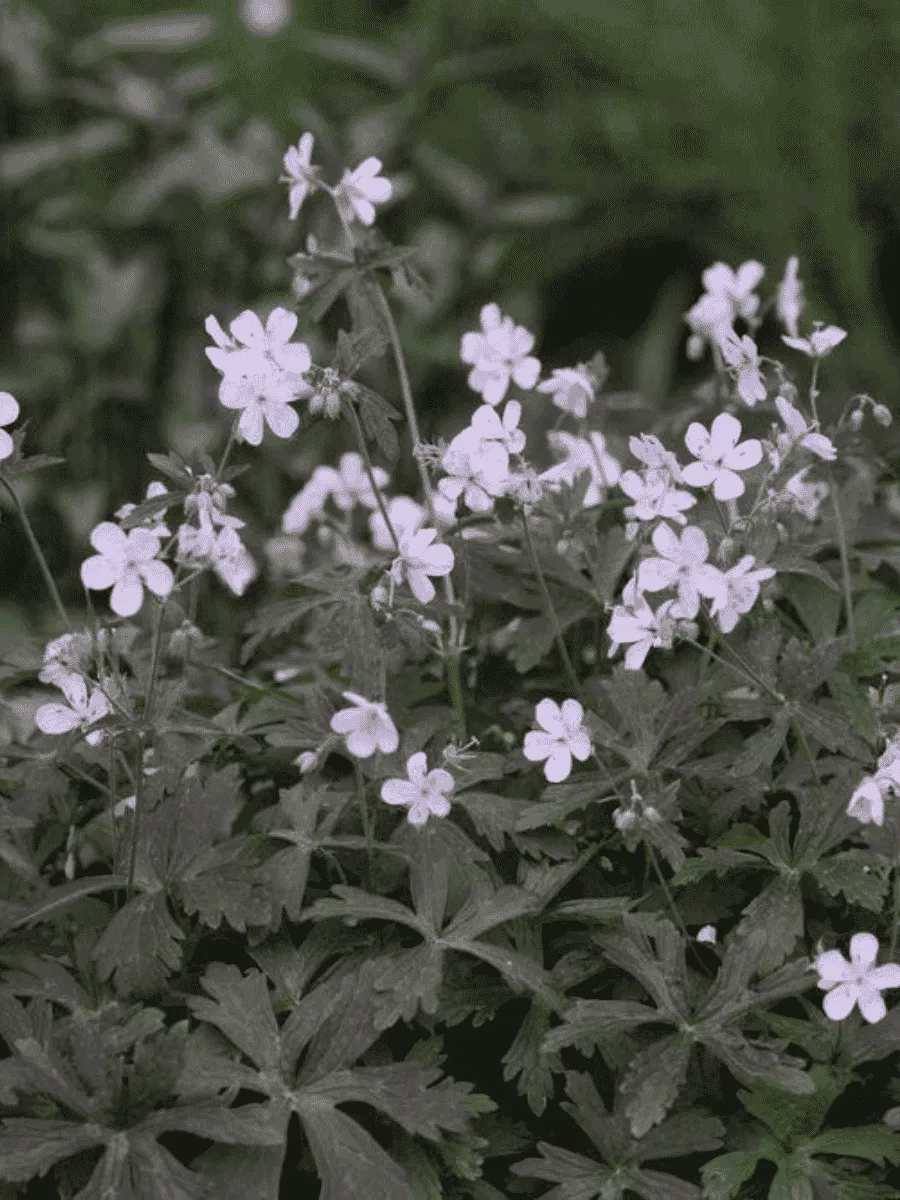 Герань пятнистая Espresso