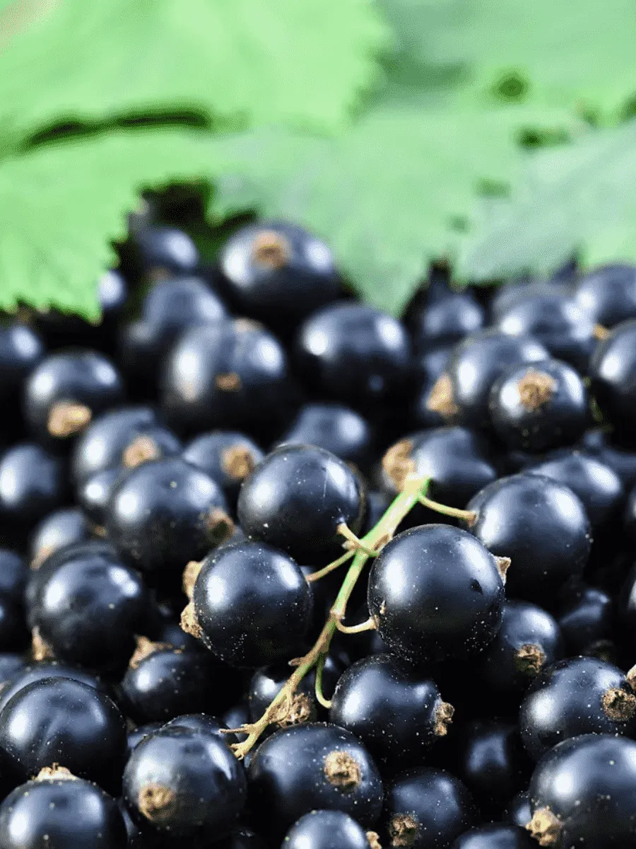 Смородина Загляденье