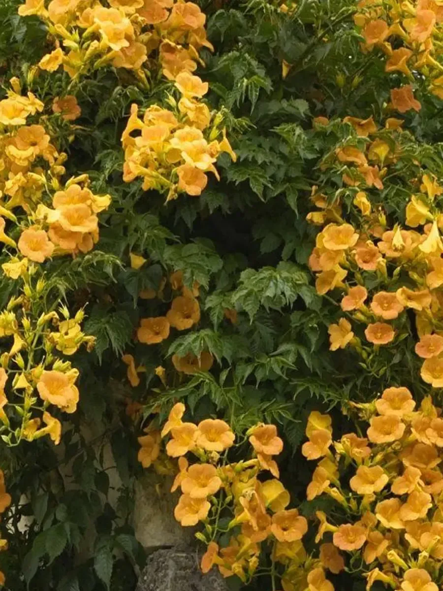 Кампсис укореняющийся Flava