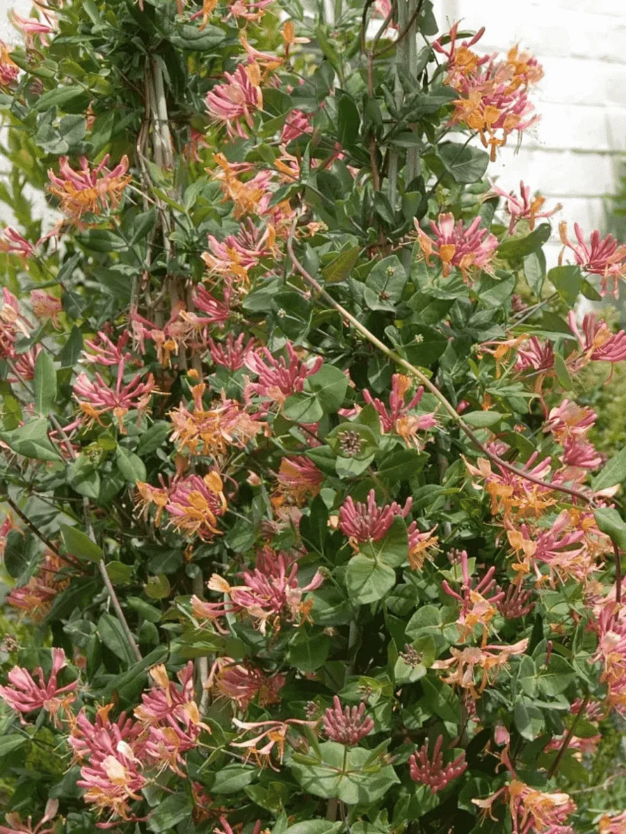 Жимолость Гекрота