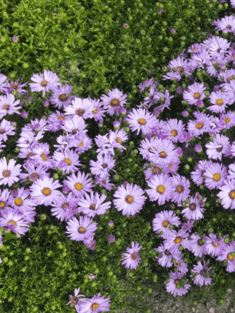 Астра кустарниковая Marjorie