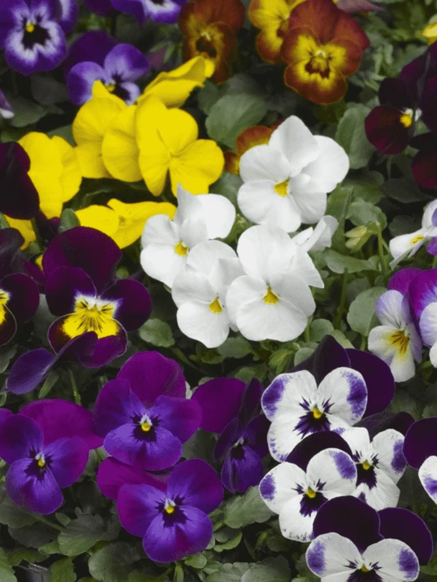 Виола рогатая Admire Indian Summer Mix