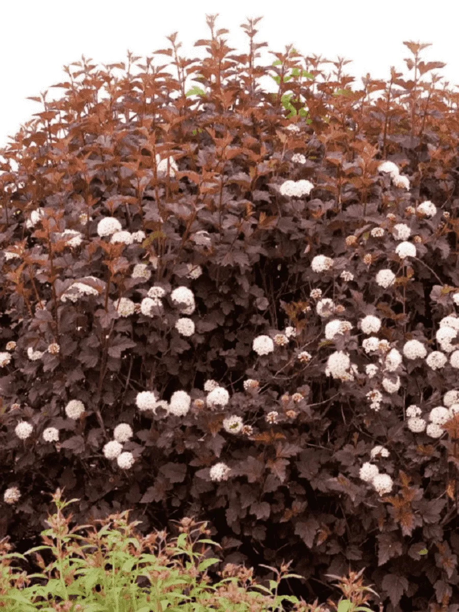 Пузыреплодник калинолистный Andre