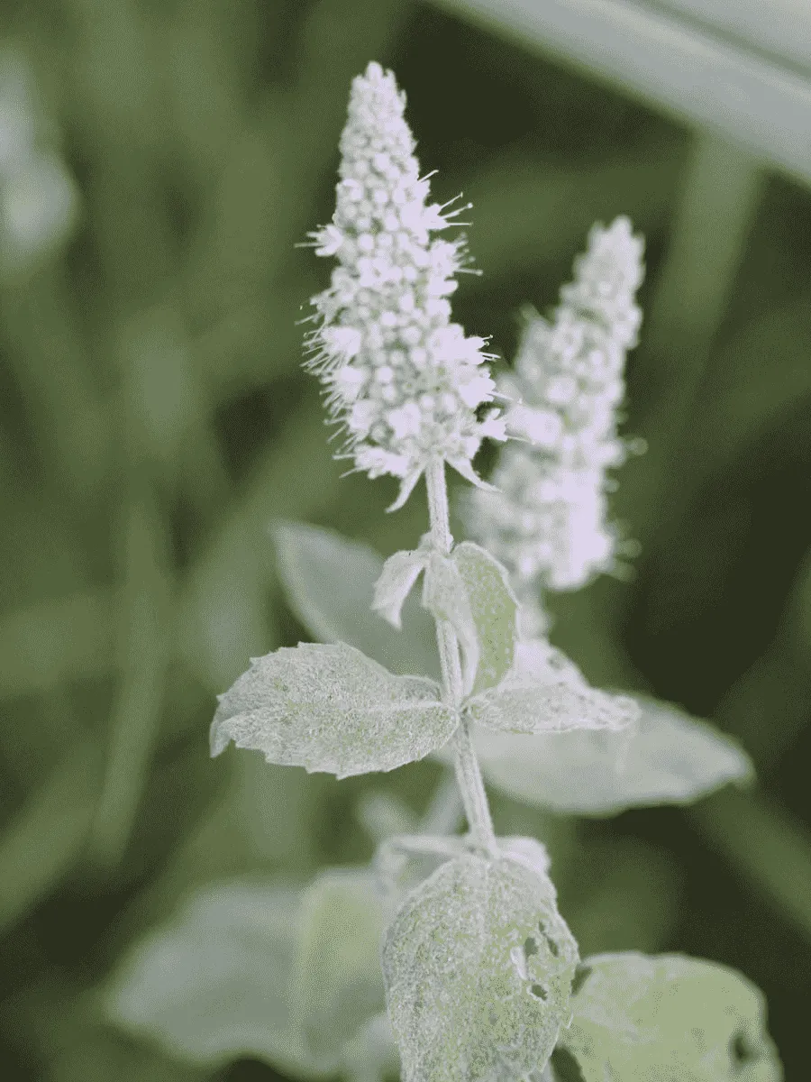 Мята Серебристая