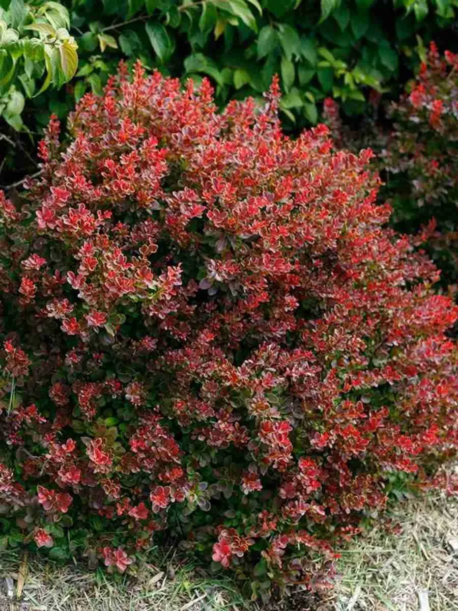 Барбарис Тунберга Pygmy Ruby