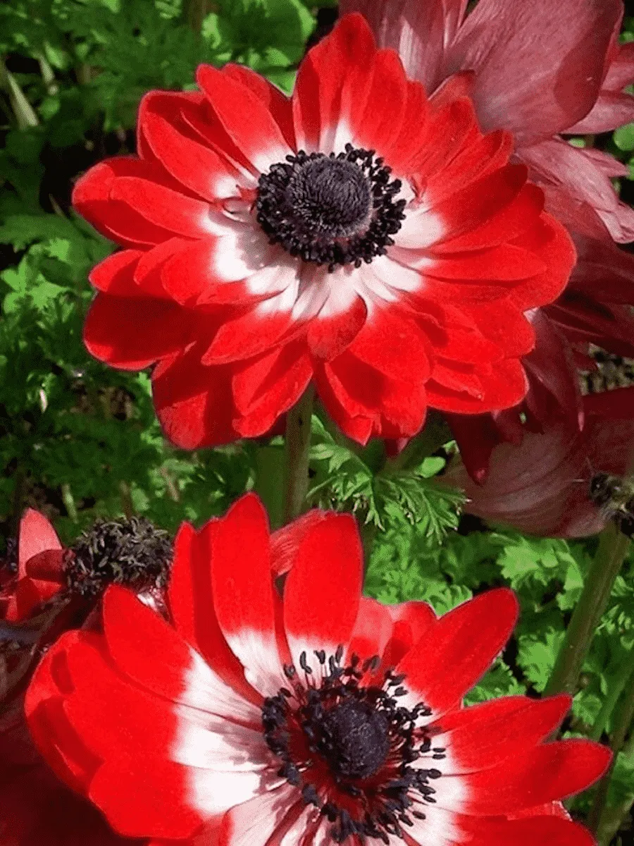 Анемона Double The Governor