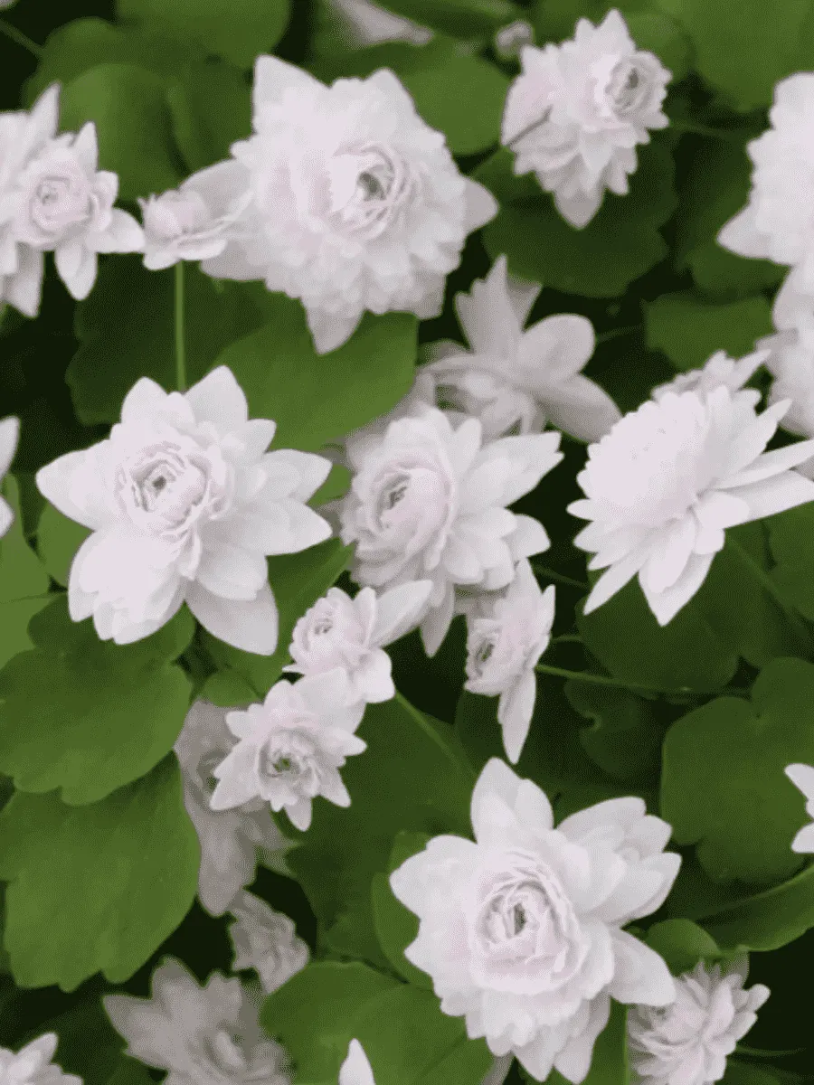 Анемонелла василистниковая Cameo