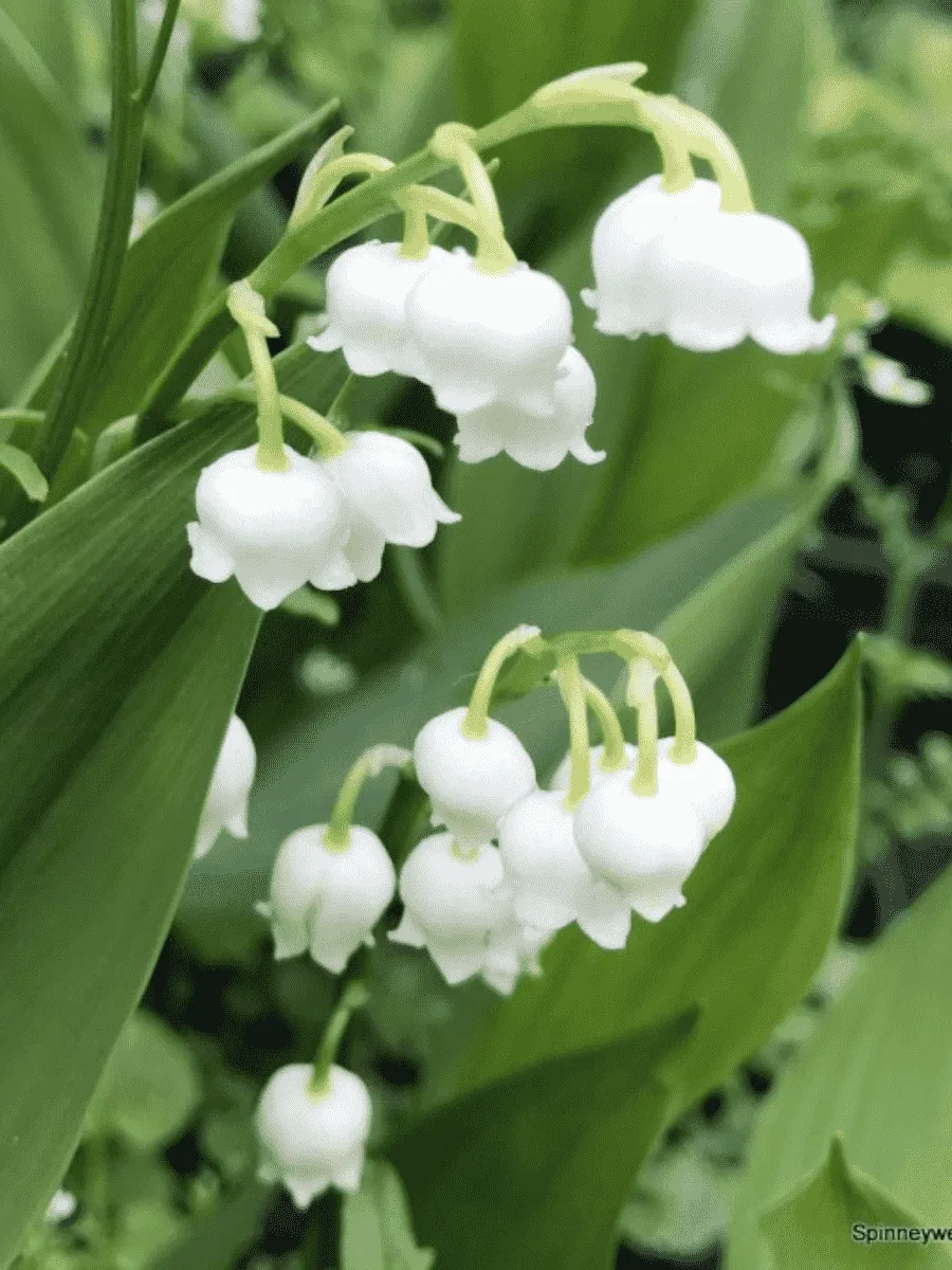 Ландыш майский Bordeaux