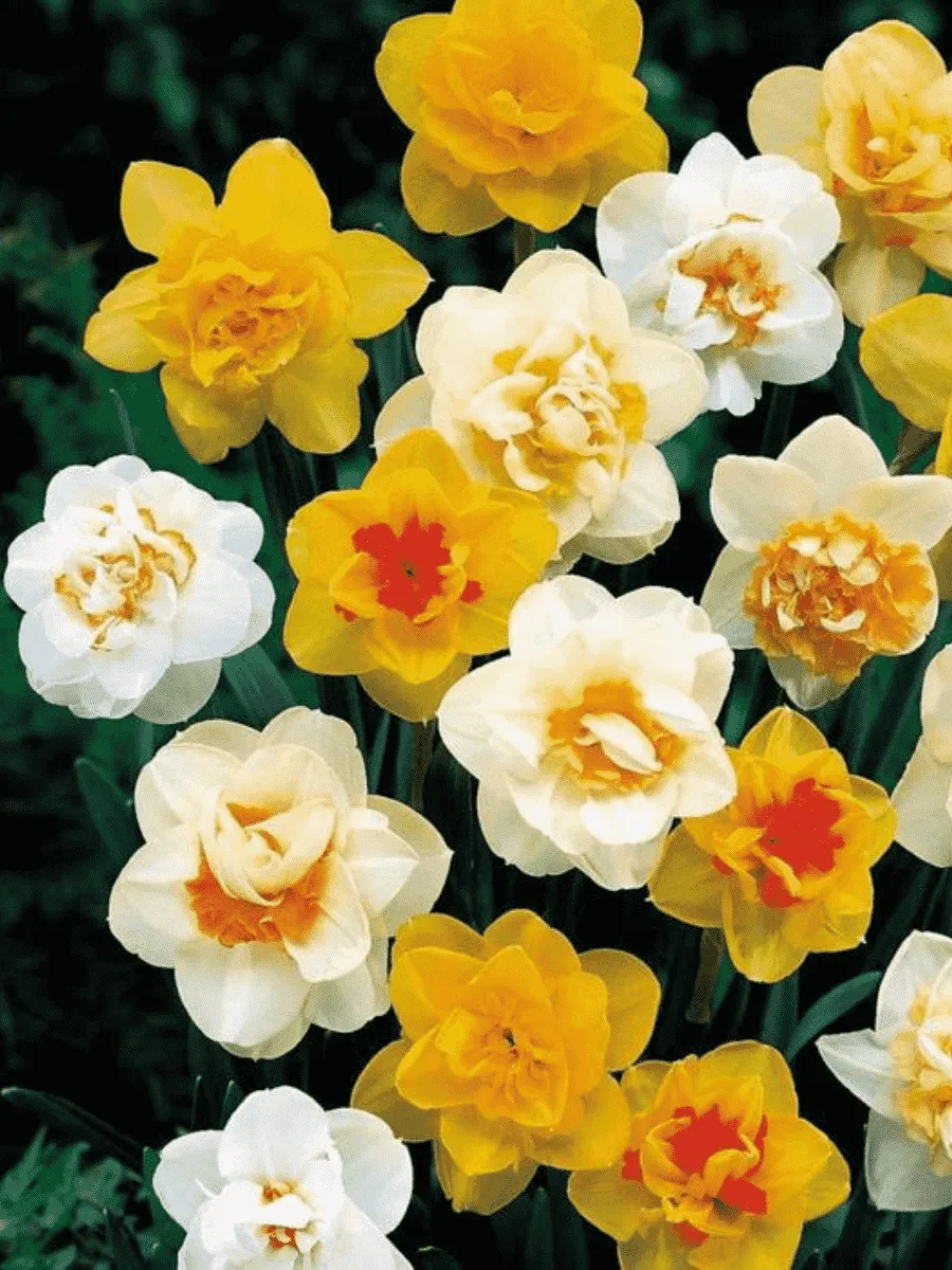 Нарцисс махровый Микс