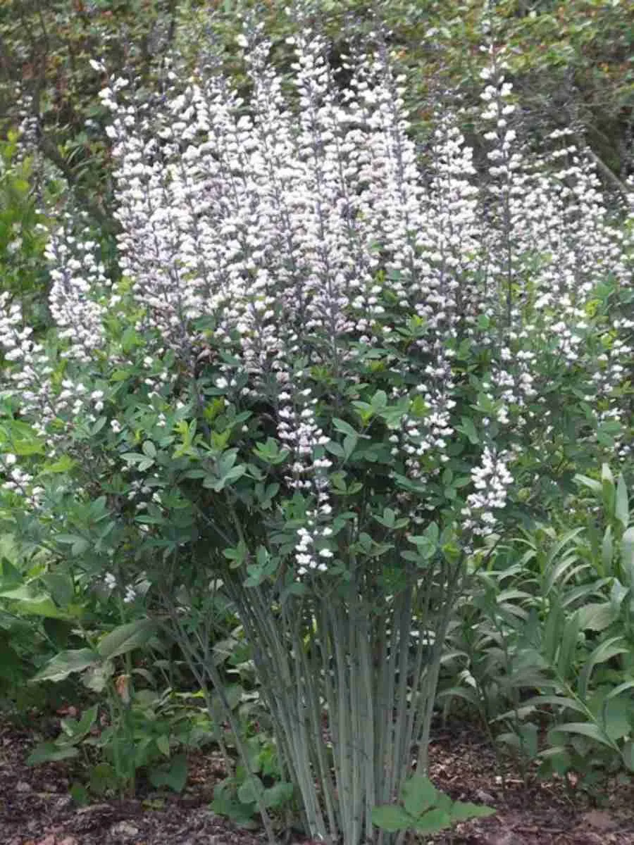 Баптизия австралийская Alba