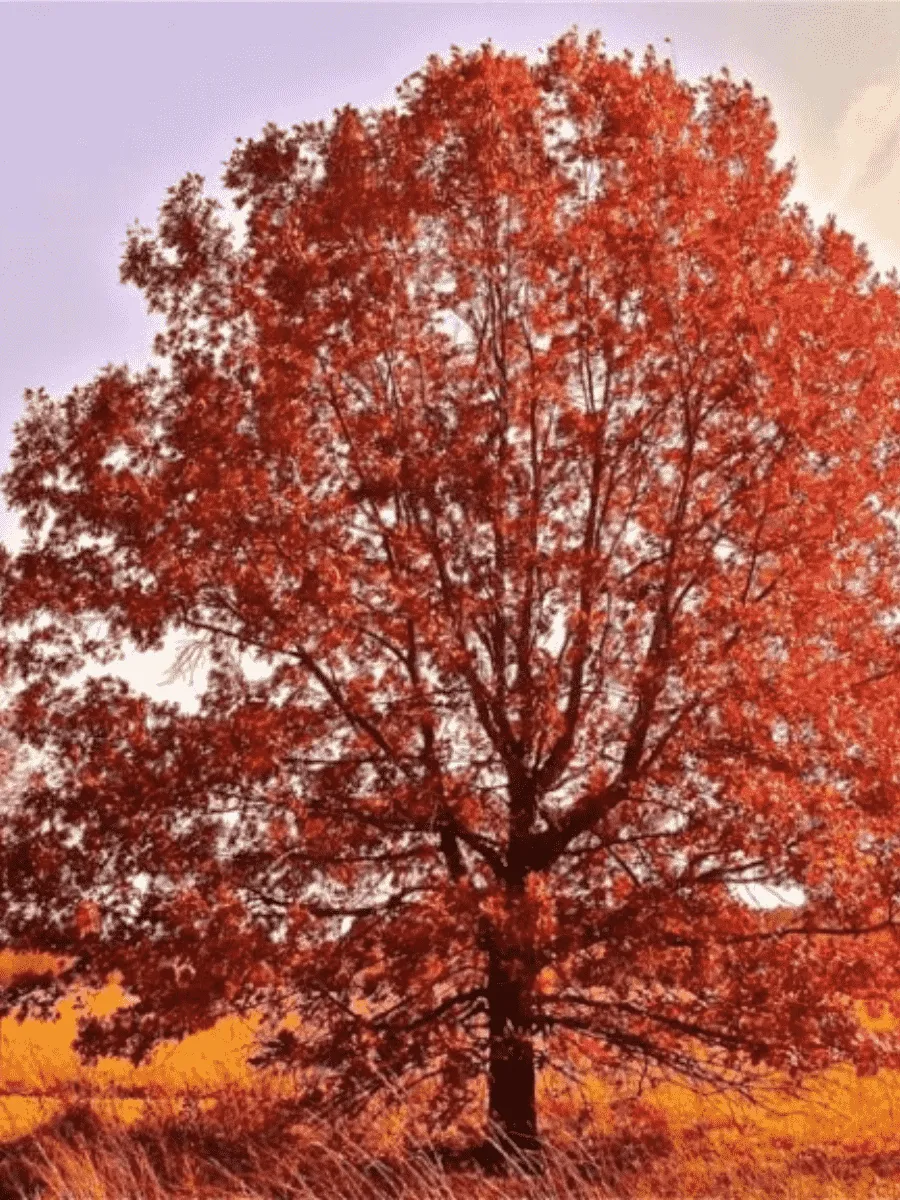 Дуб красный