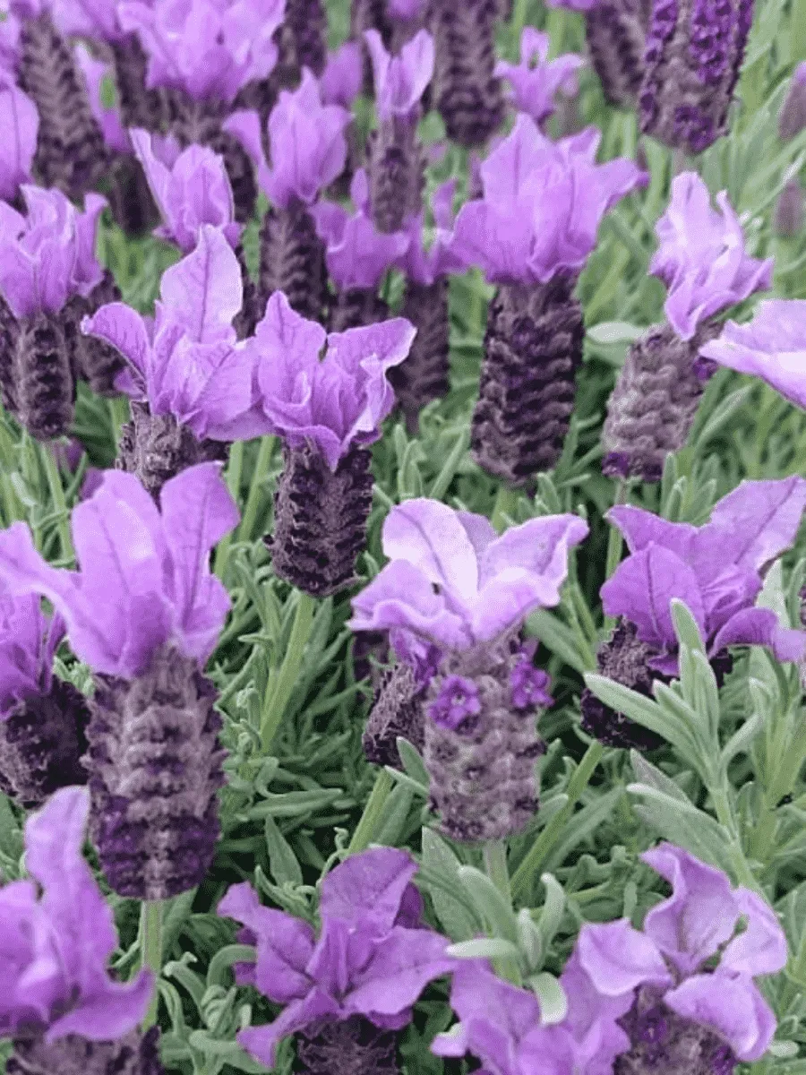 Лаванда французская Great Adventure