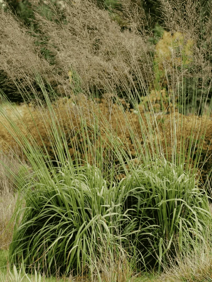 Молиния тростниковая Fontane