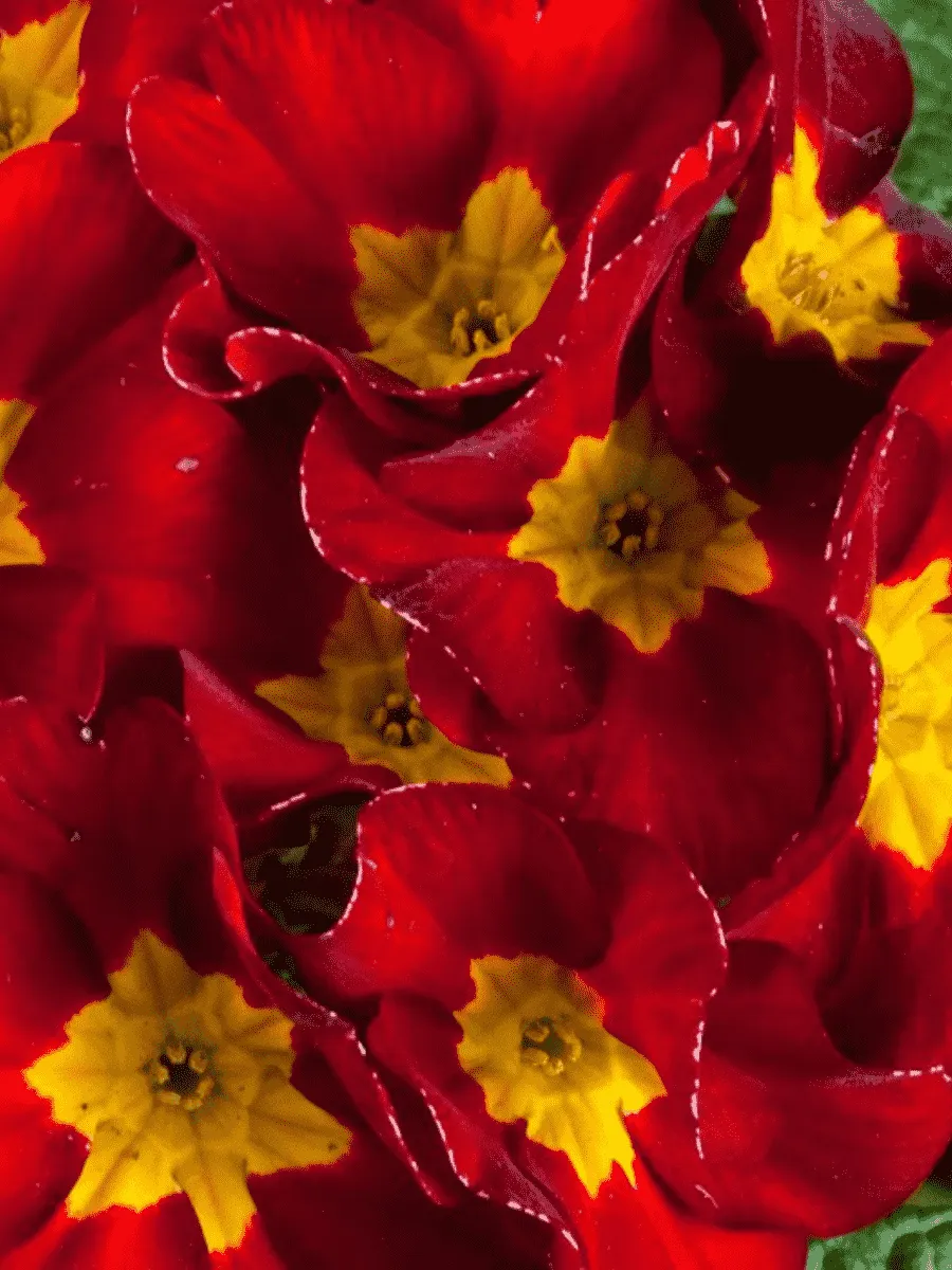 Примула Юлии Wanda Velvet Red