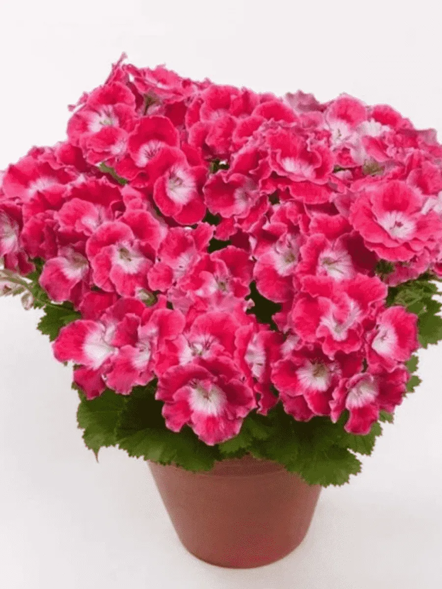 Пеларгония королевская Melua Cherry Rose