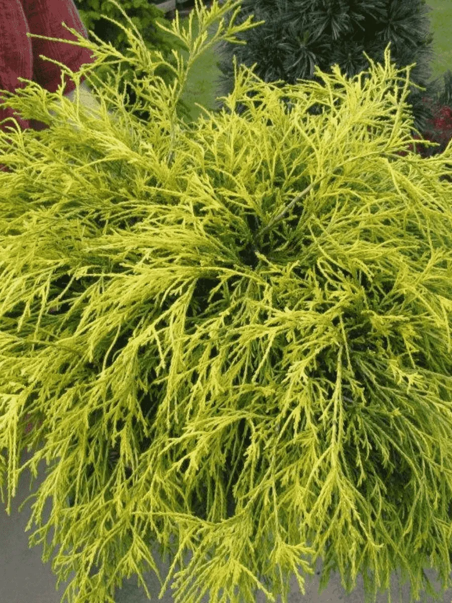 Кипарисовик горохоплодный Golden Mop