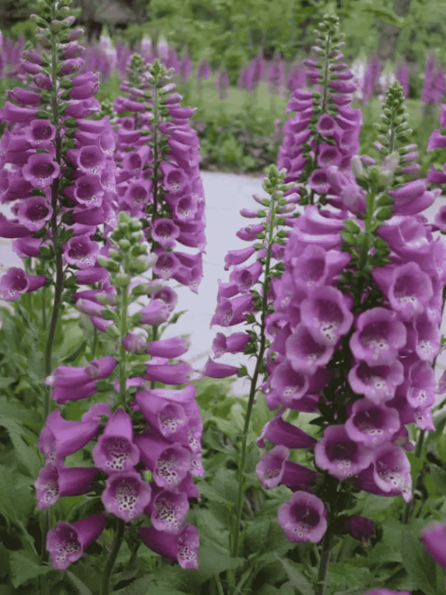 Наперстянка Dottie Purple