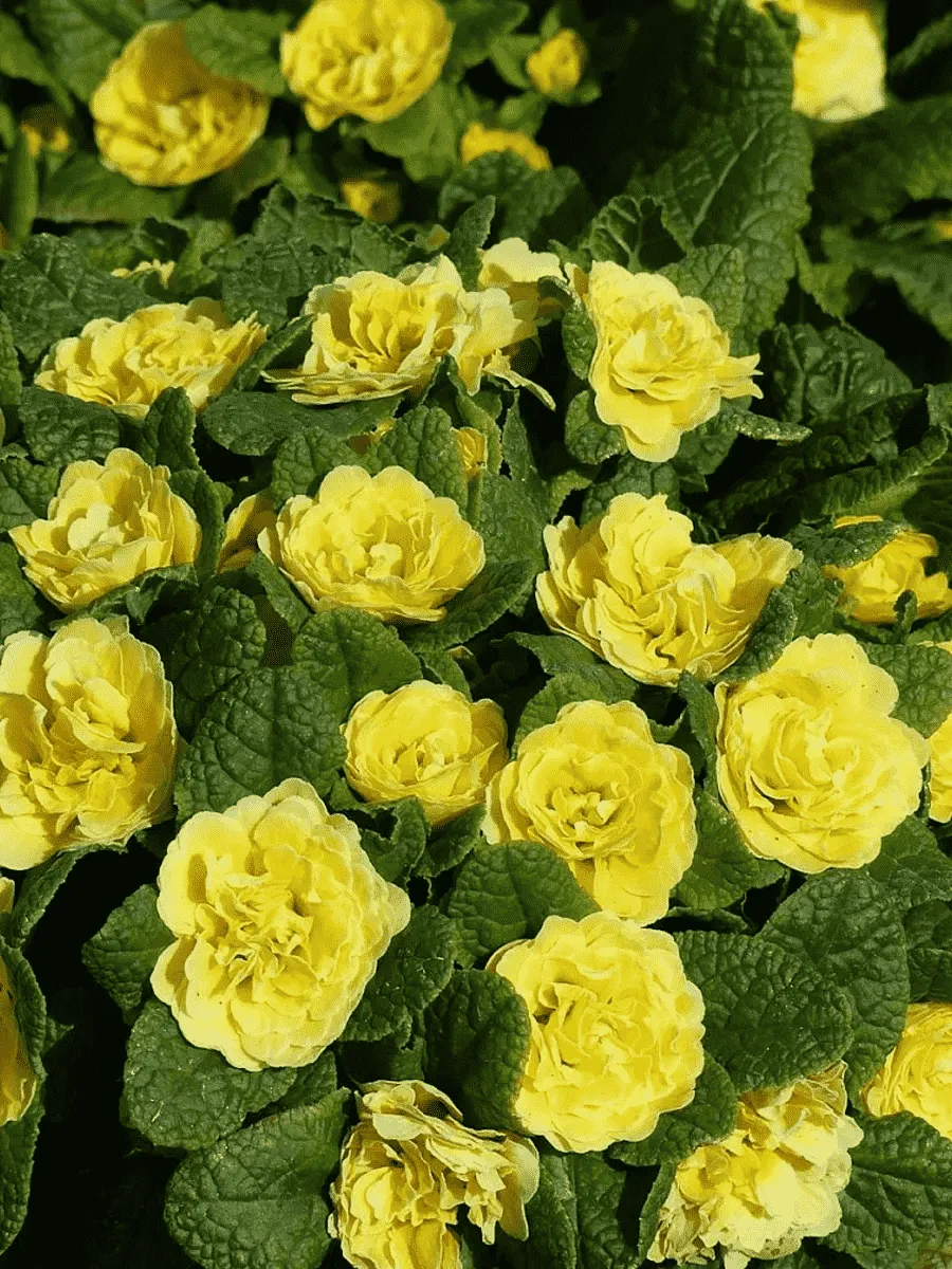 Примула махровая Rosali Golden Yellow