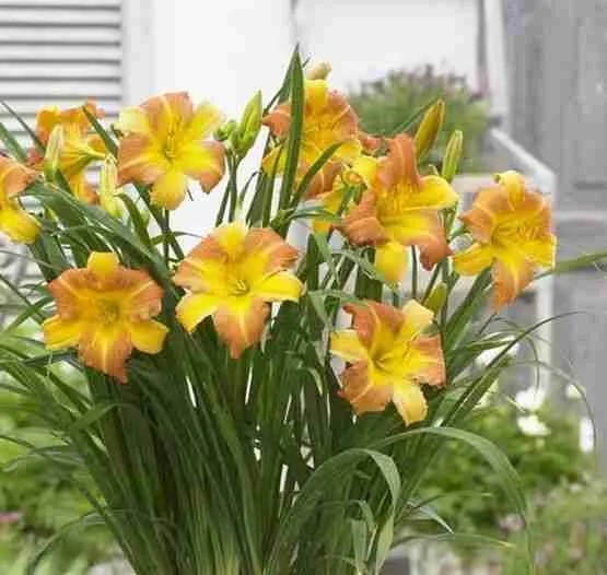 Лилейник EveryDaylily Punch Yellow