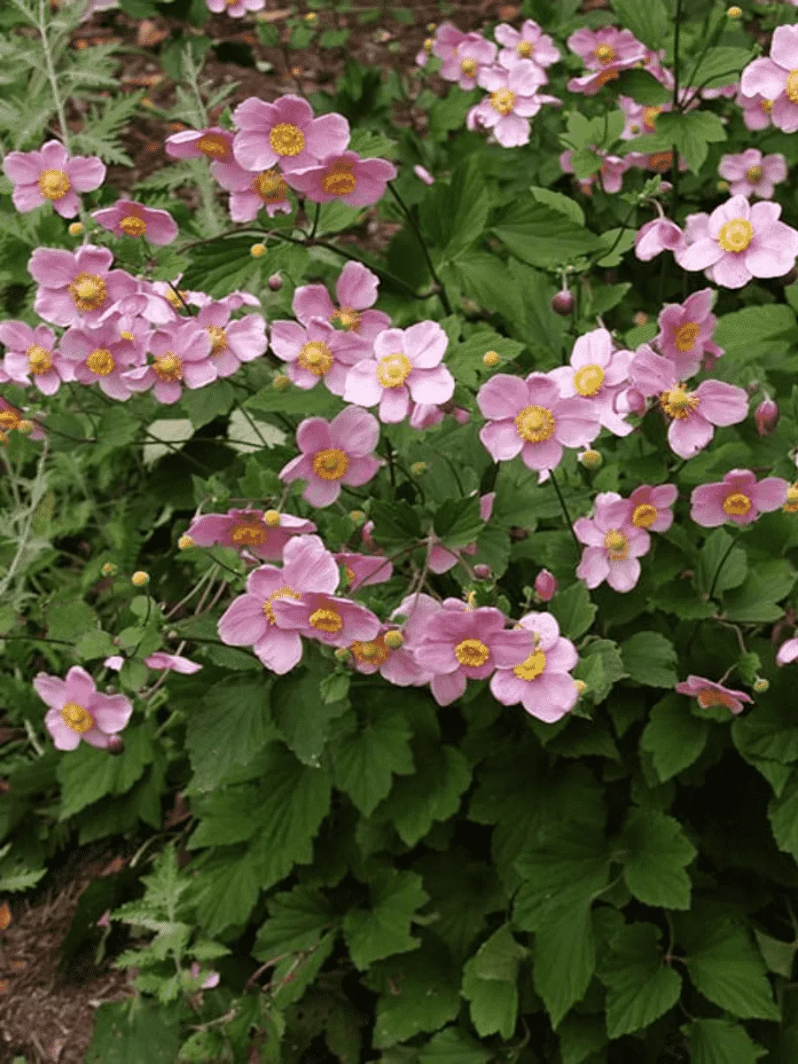 Анемона японская September Charm