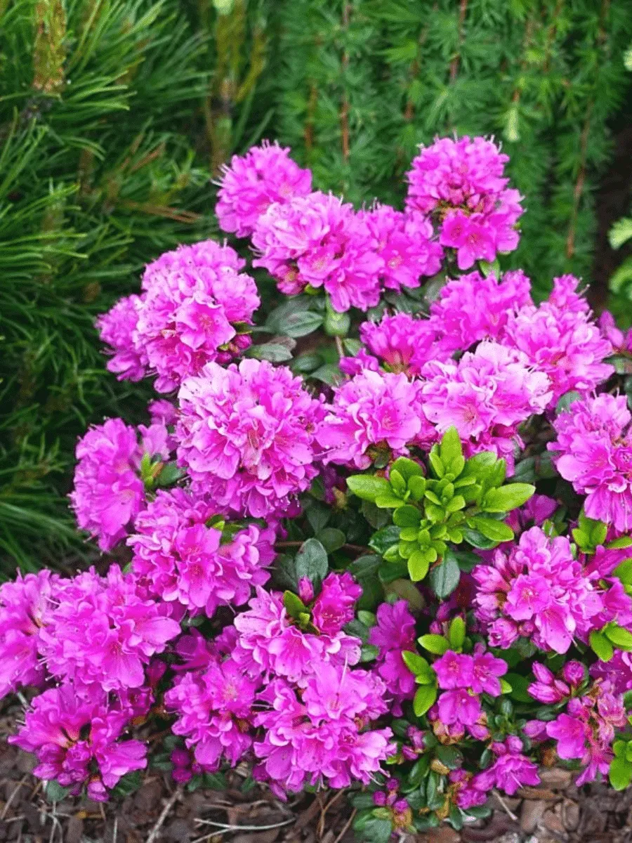 Рододендрон тупой Geisha Purple