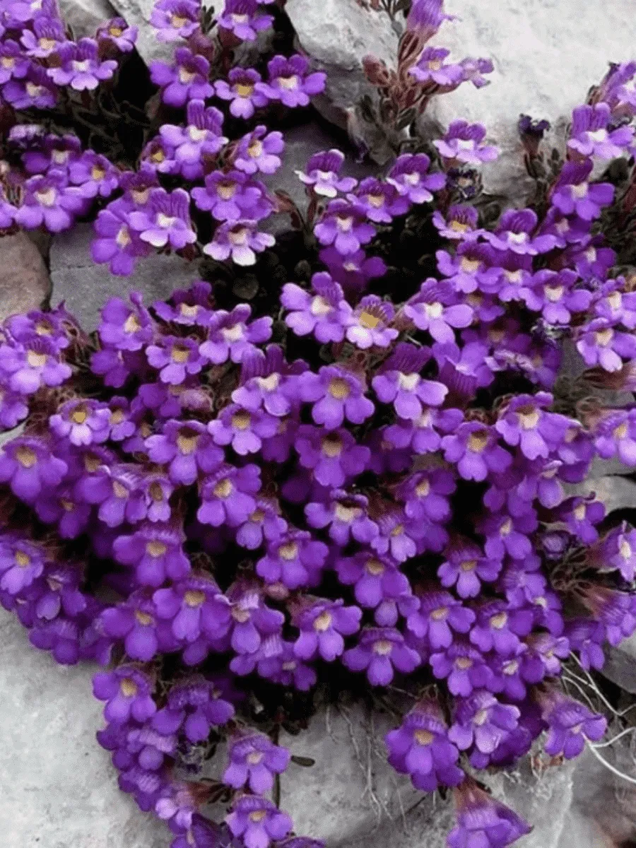 Хеноринум душицелистный Blue Dream