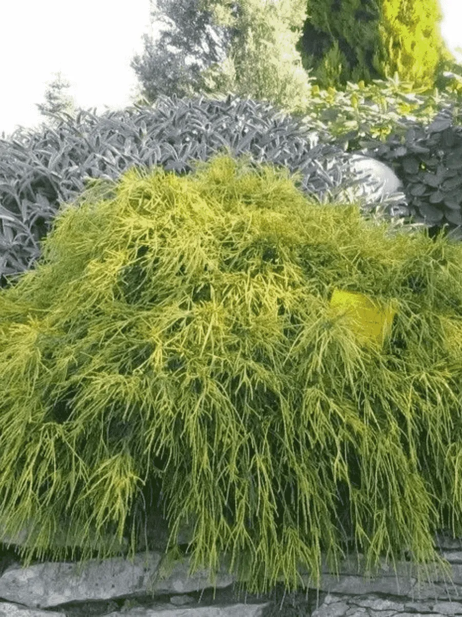 Кипарисовик горохоплодный Sungold